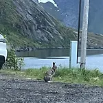 Reinefjord Panorama Feriehus