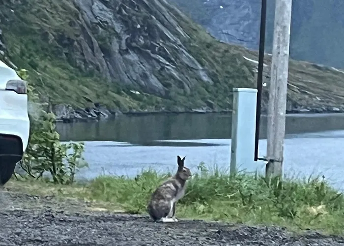 Reinefjord Panorama Tatil Evi
